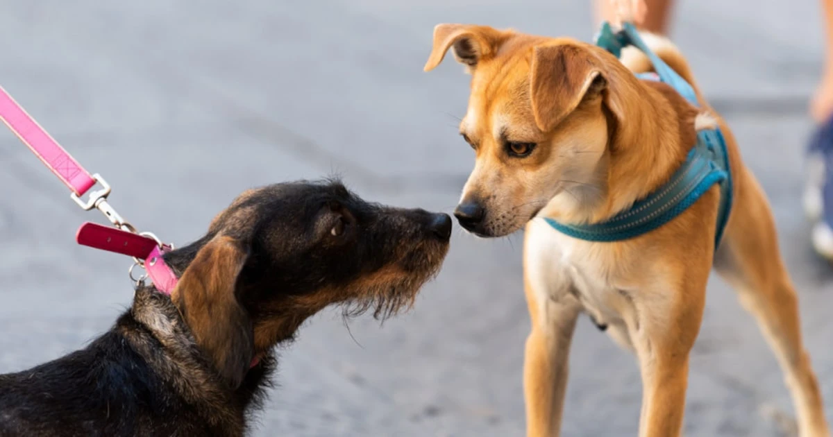 「遊びに誘う犬を無視するうちの犬は社会性がないのか」動物行動学の専門家が解説