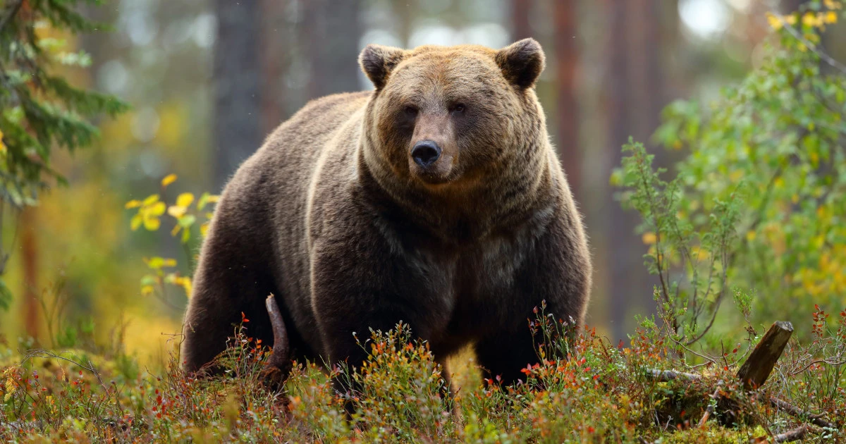 「異形のヒグマOSO18」を生んだのは”人間”だった…恐るべき”人間の力”と一頭のヒグマの「歪められた一生」