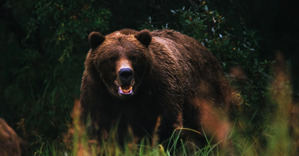 「牛を襲うヒグマ」OSO18捕獲のための日々…カメラが捉えた驚きのデータから見えてきた”ヒグマたちの習性”