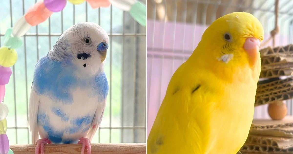 「他人事じゃない」遺された2羽の鳥を救出も…保護団体が見た過酷な環境