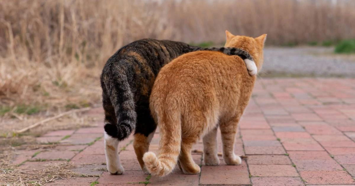 「まぁ、元気出せニャ…」猫写真家が捉えた「肩を組んで歩く2匹の猫たち」衝撃的な瞬間