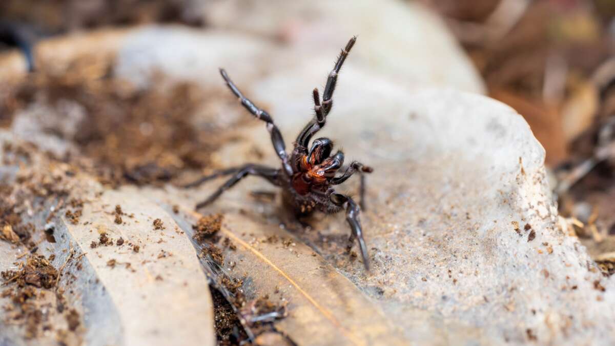 Wet season warning as world’s most venomous spider surges in numbers