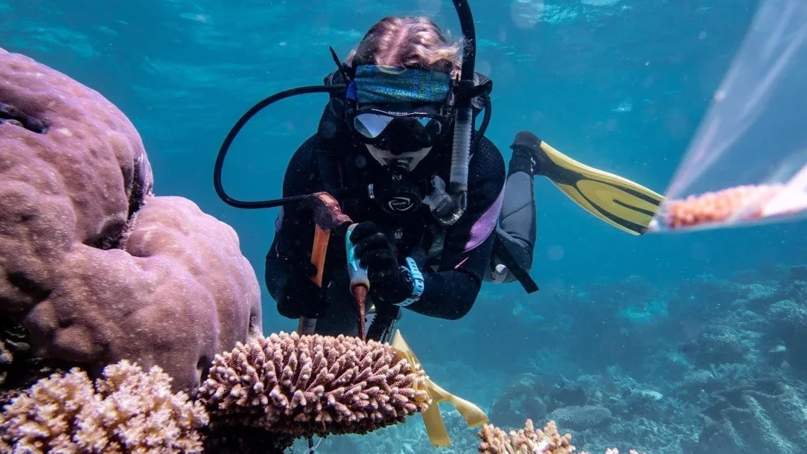Inside the lab trying to save the Great Barrier Reef