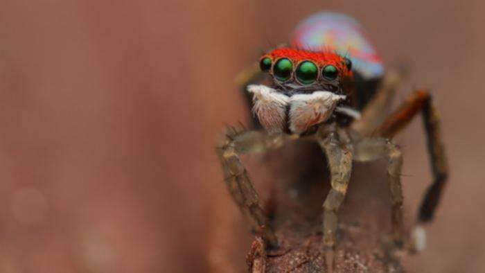 Australia’s tiny peacock spiders officially stronger than fighter pilots