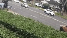 Schoolboy seriously injured after ute clips him on busy road