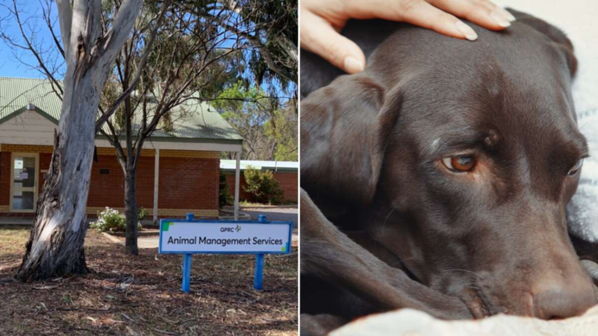 ‘Distressing’: Why a NSW shelter euthanised all its dogs