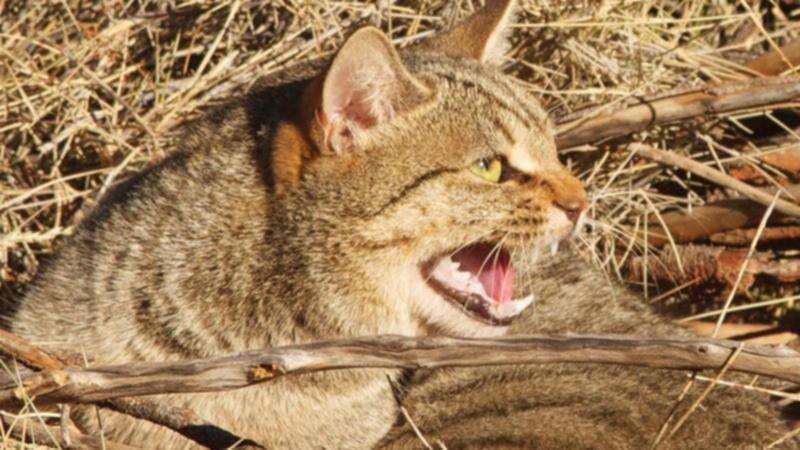 Hundreds of feral felines killed during controversial cat killing competition