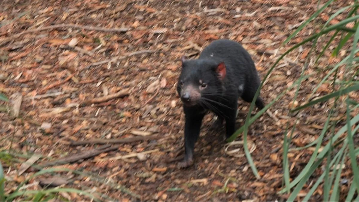 Missing Tassie devil Mary spotted outside theme park