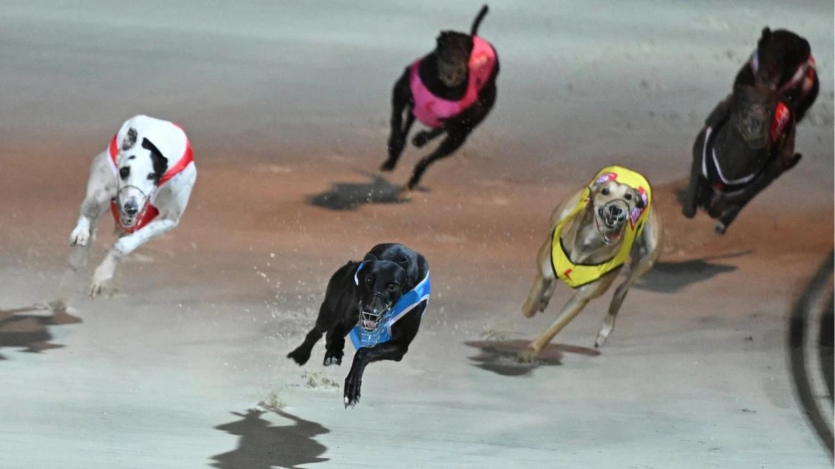 Australian state shuts down greyhound racing days after tragedy