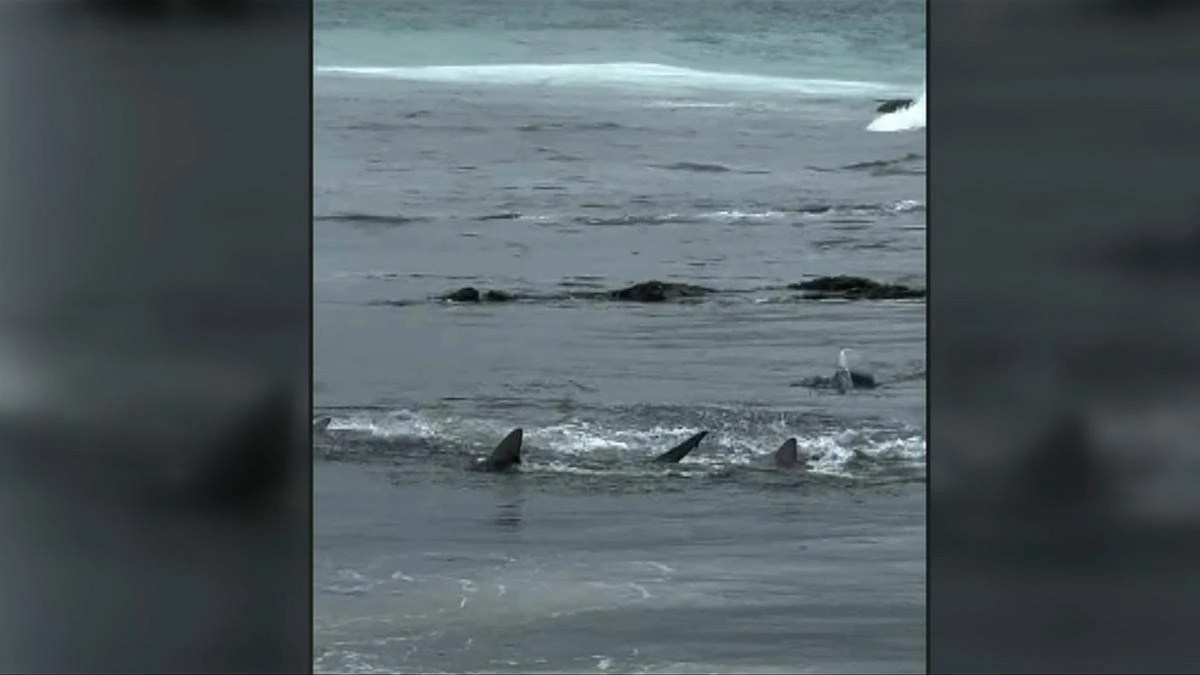 Shark feeding frenzy shocks onlookers at popular surf beach