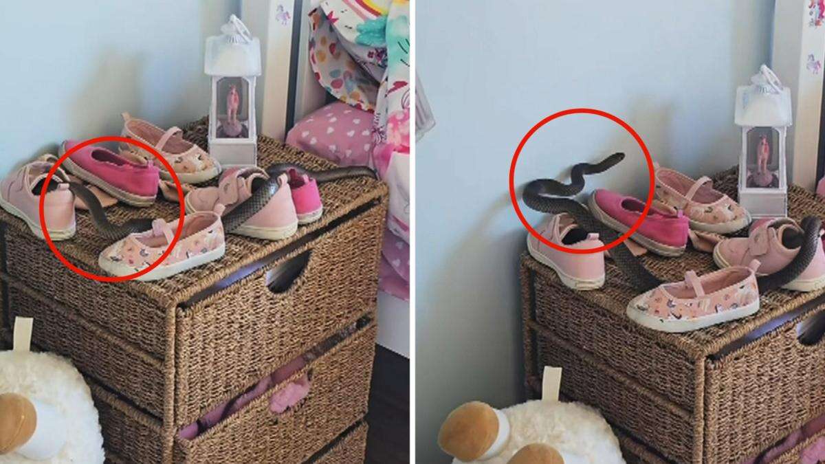 Renée thought her son was joking when he said there was a deadly snake in her daughter’s room. He wasn’t