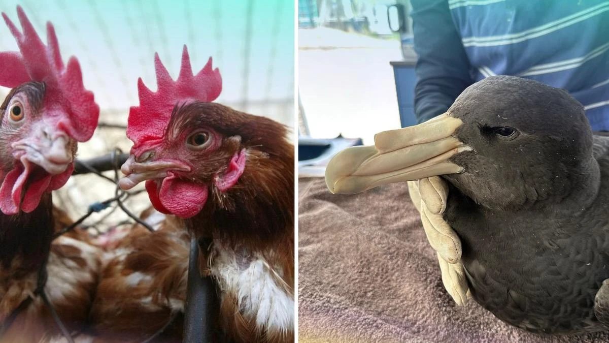 Aussies warned not to panic over rising bird flu cases