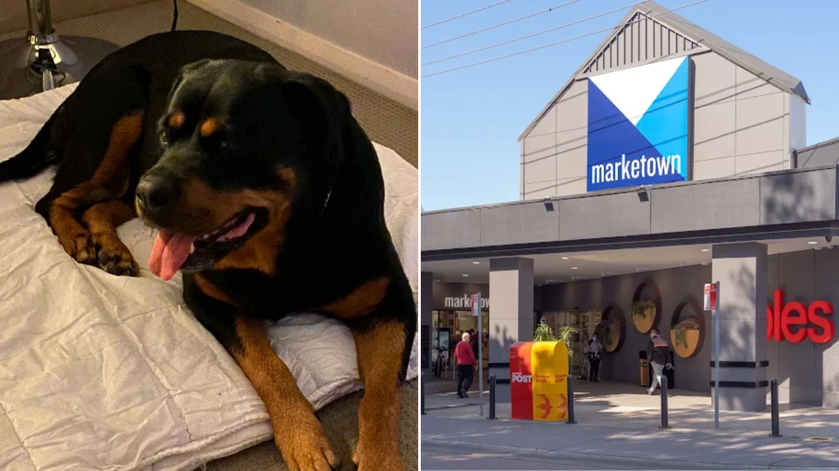 Community stunned as dog owner charged over fabricated teen attack story