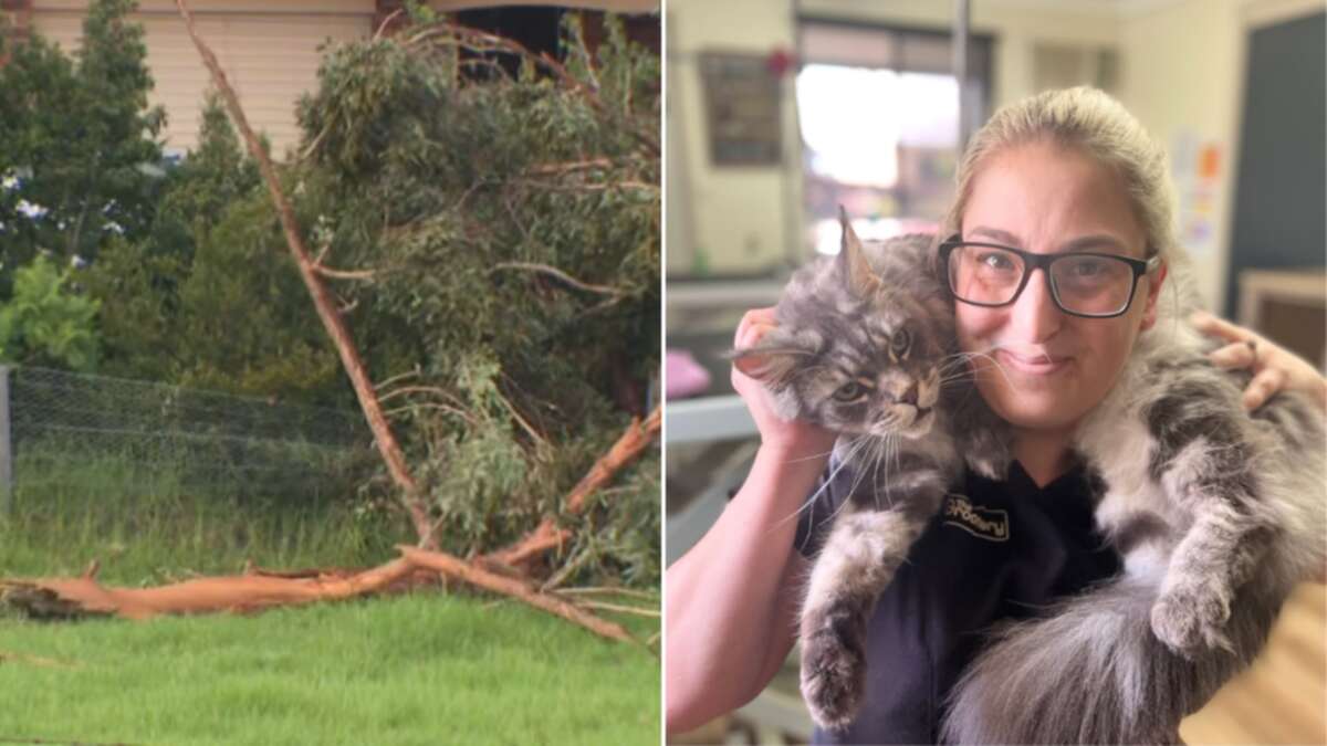 Cat groomer killed by freak lightning bolt identified