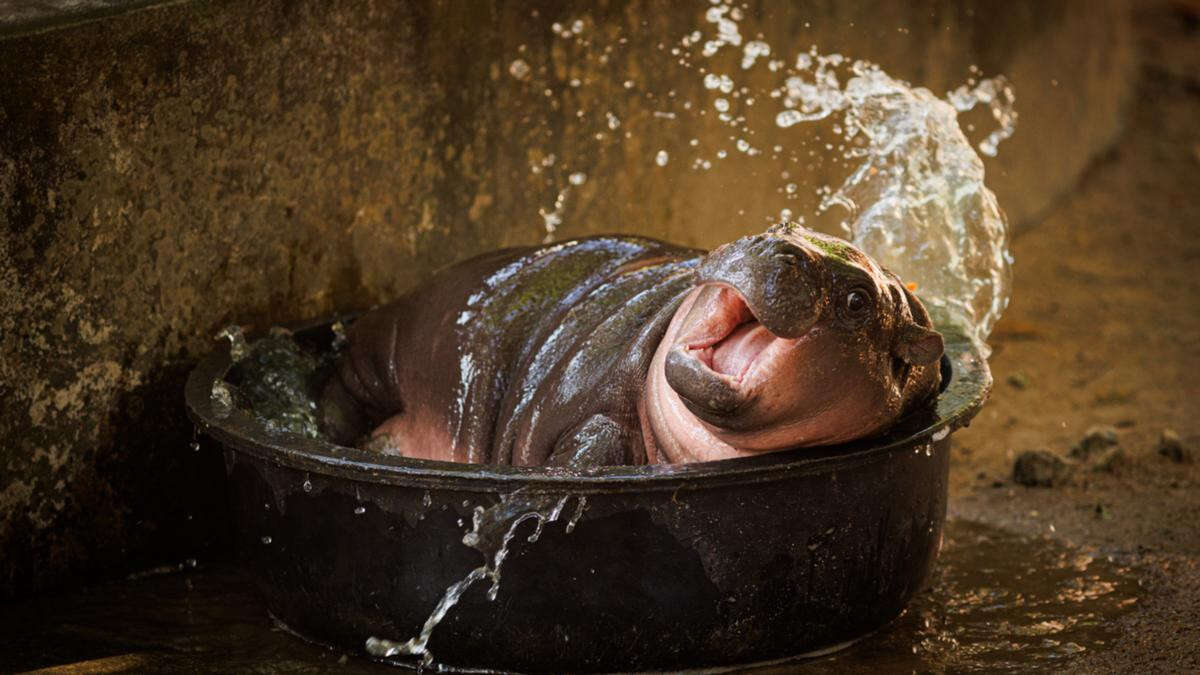 Cute baby animals bring visitors to zoos and aquariums. What happens when they grow up?