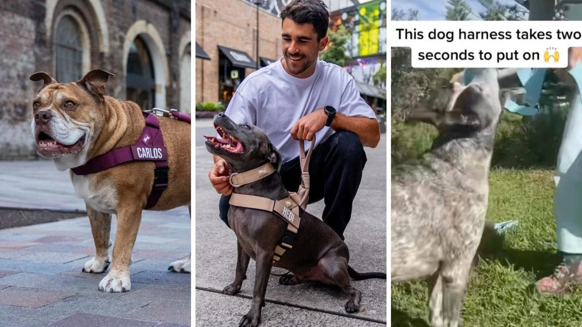 Dog Friendly Co just announced a HUGE 40 per cent off sale