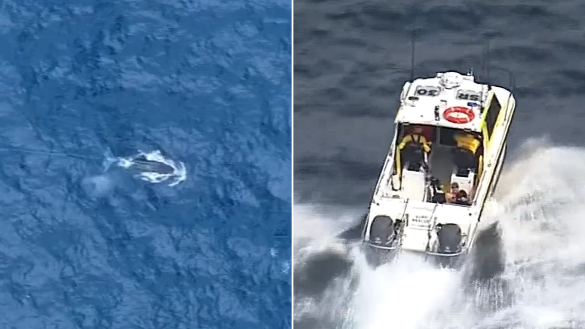 Whale tangled in cable off popular beach
