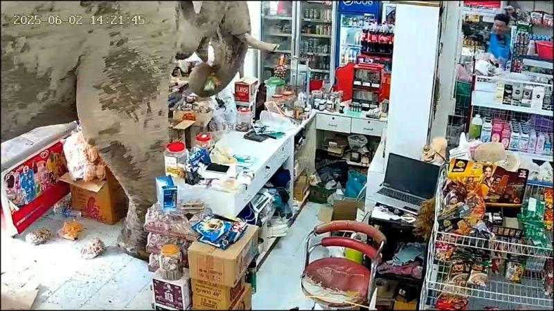 A wild elephant walks into a convenience store. It’s no joke.