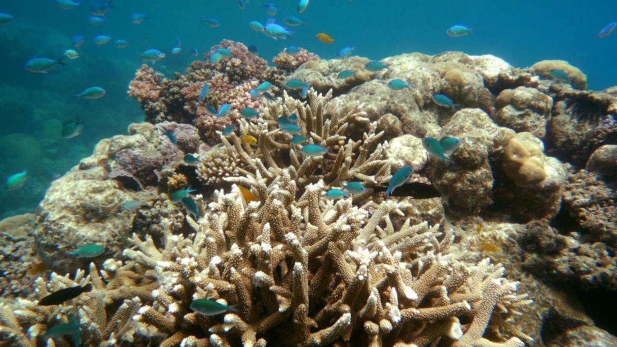 Can AI be the answer to saving the Great Barrier Reef?