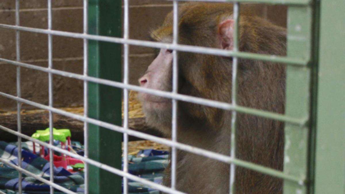 More than 40 monkeys on the loose after escaping from medical lab