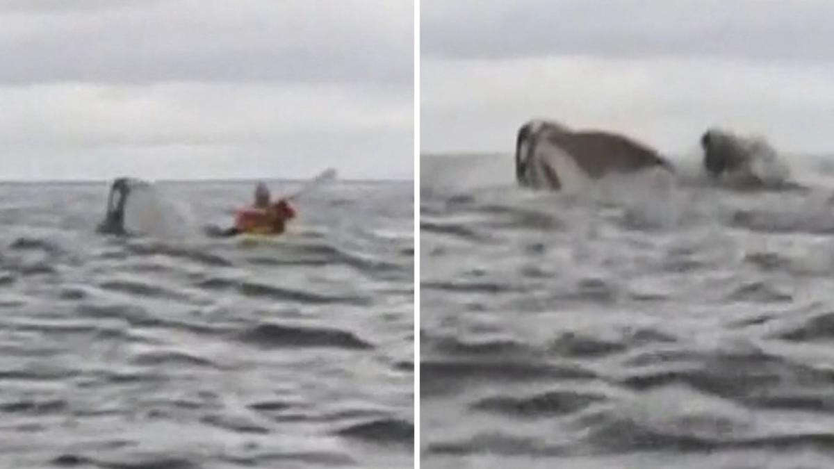 Adrian was kayaking with his dad. Then a whale swallowed him and spat him back out