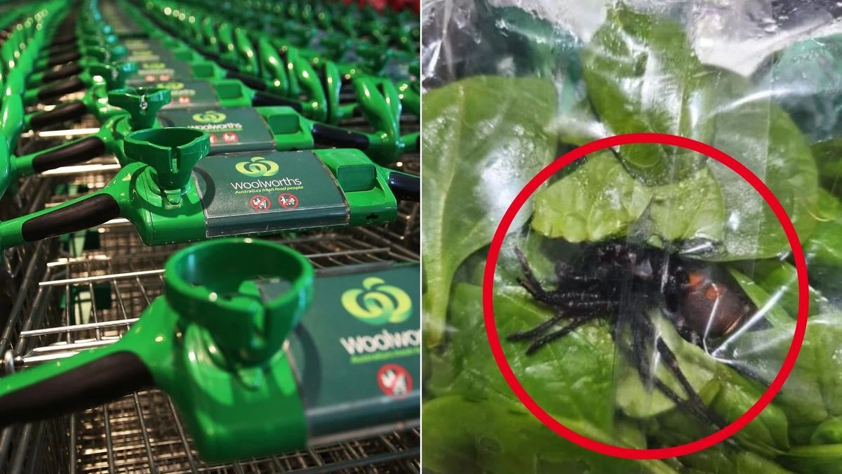 Woolies shopper’s unlikely response after finding ‘FUNNEL WEB’ spider in buy