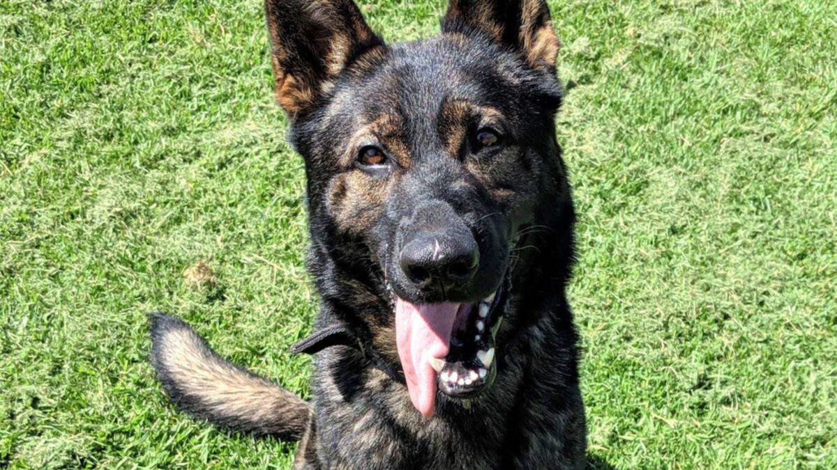 Broken air-con blamed for mysterious police dog deaths