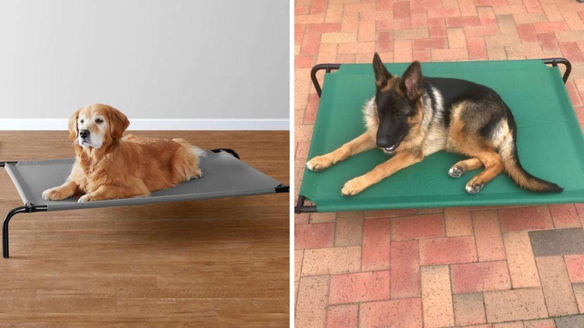 Best-selling dog bed on Amazon gets price ‘wiped’ by almost 40 per cent