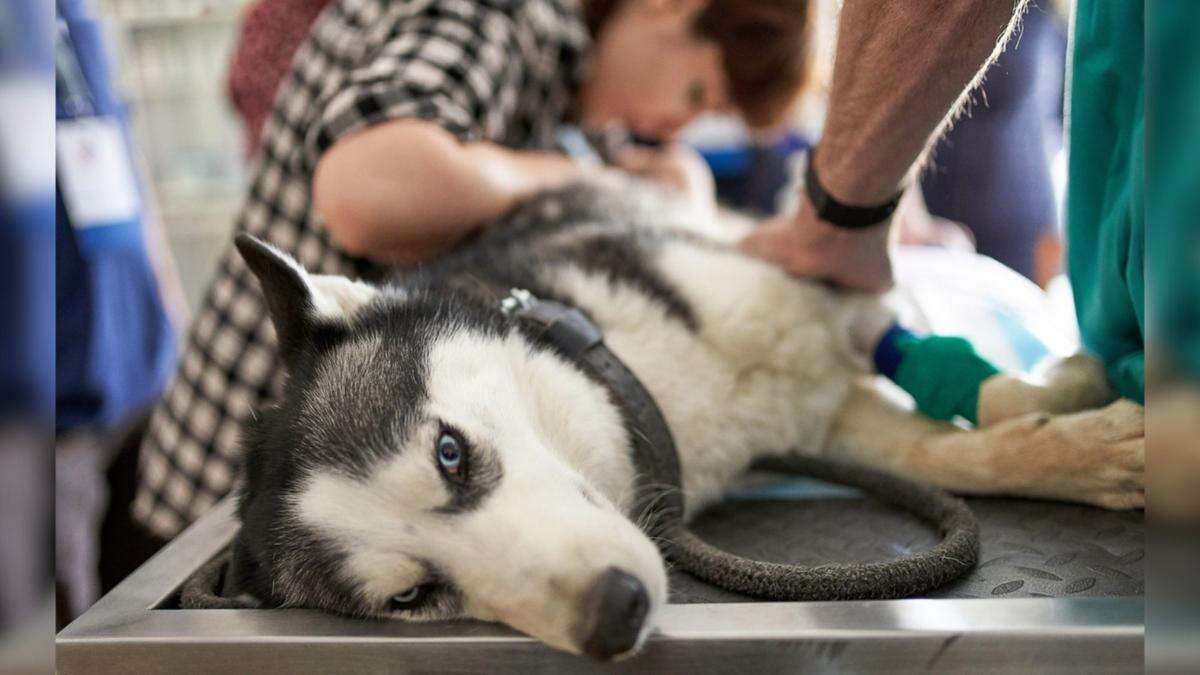 Vet warns of dangers lurking for pets this holiday season