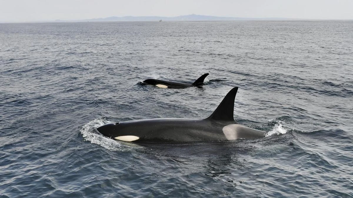 Heartwarming whale act documented in new research