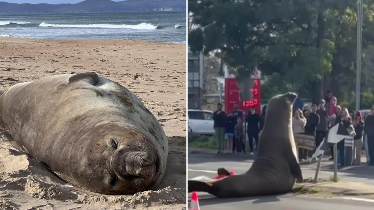 The truth behind Neil the seal’s adorable antics