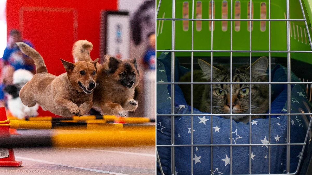 The weird trend taking over list of top pet names
