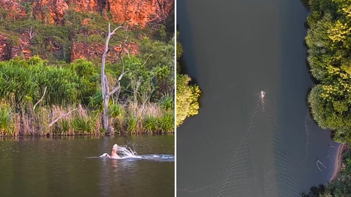 Swimmer survives wild challenge of crocodile-infested WA river