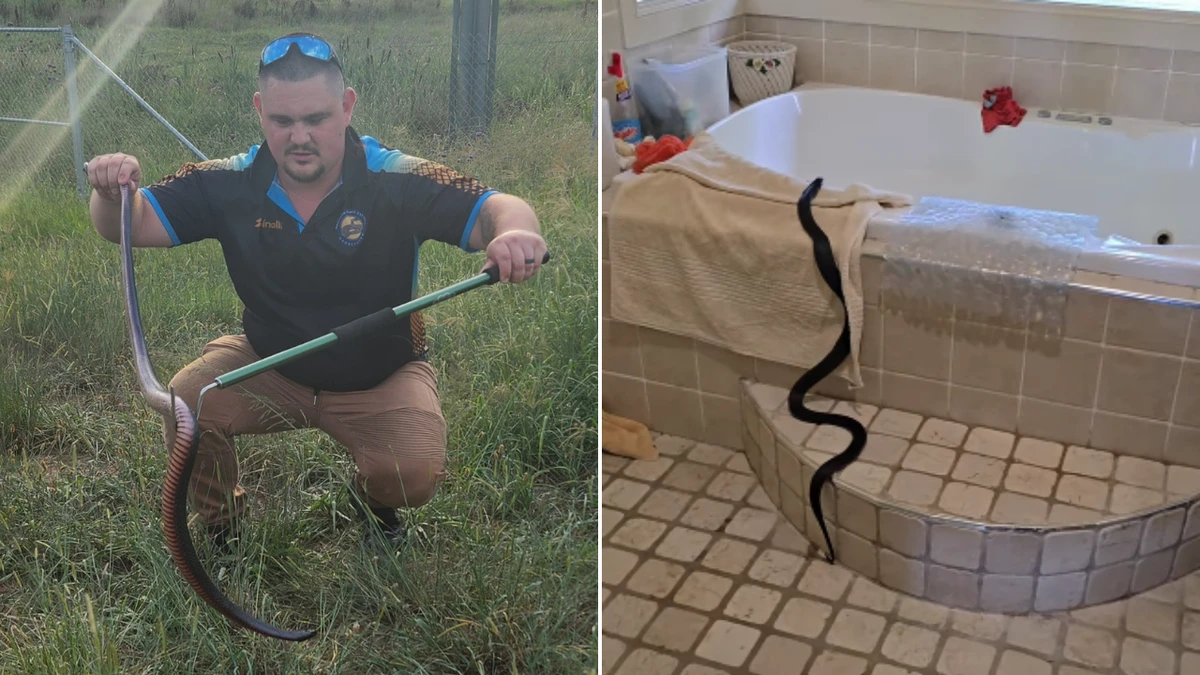 Australians warned to keep their pets safe as snake activity increases