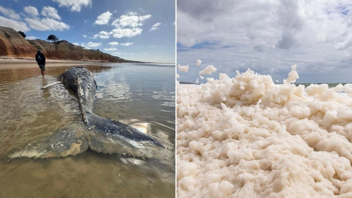 Holiday delight after algal bloom beaches cleared