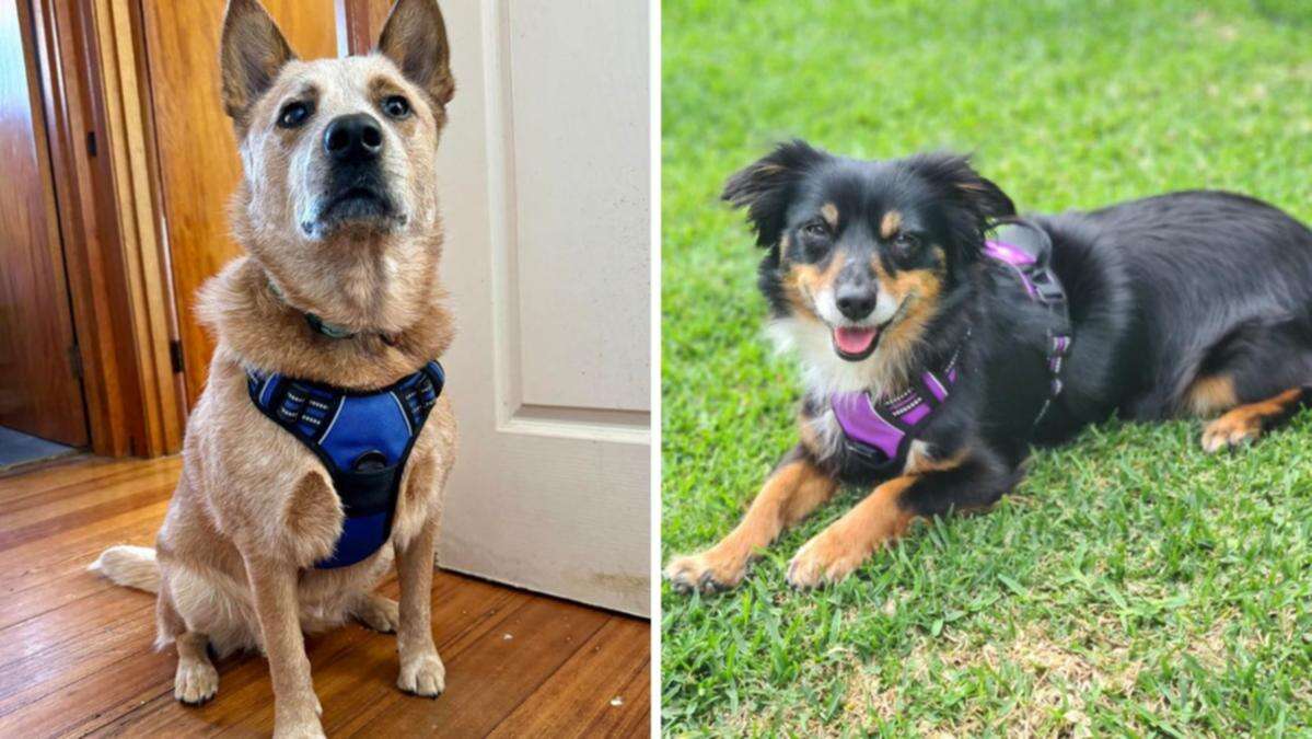 Best-selling dog harness with almost 200,000 reviews is less than $27