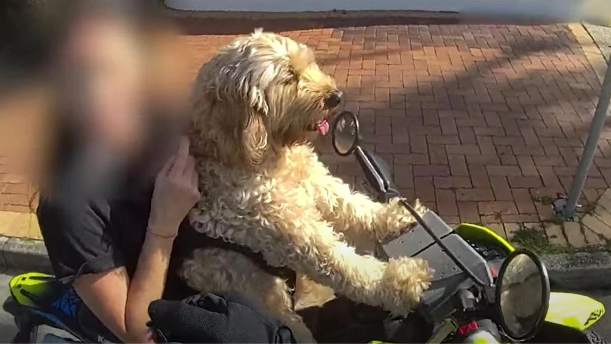 Dog riding motorbike pulled over by ‘paw’ patrol