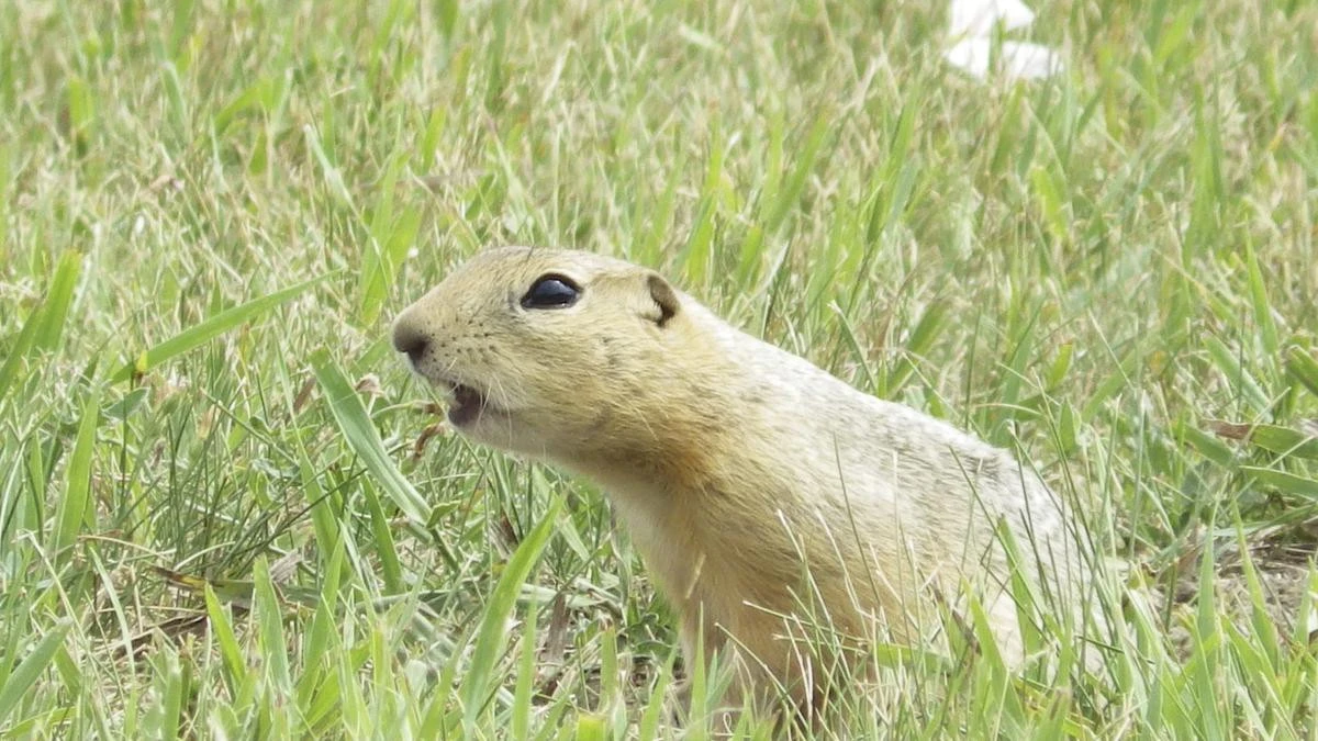 ‘Tens of thousands of them’: The city being overrun by squirrels