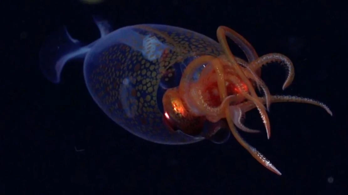 Colossal squid seen in the wild for first time ever