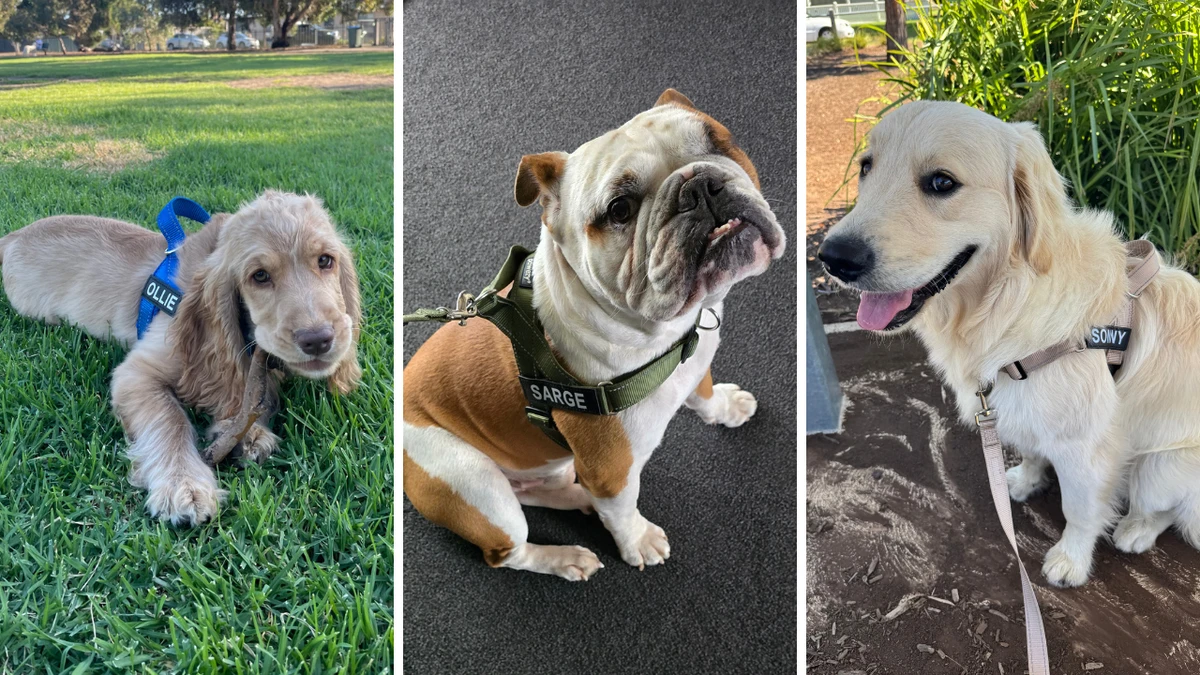 Shoppers say this no-pull harness is a ‘game-changer’ for daily dog walks