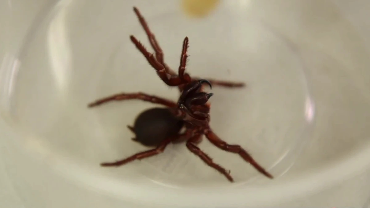 How a deadly Aussie spider could save lives