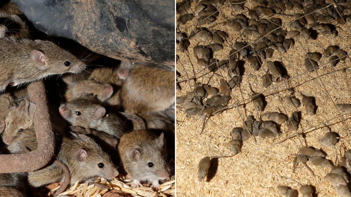 New hope as mouse plague wreaks havoc across Aussie state