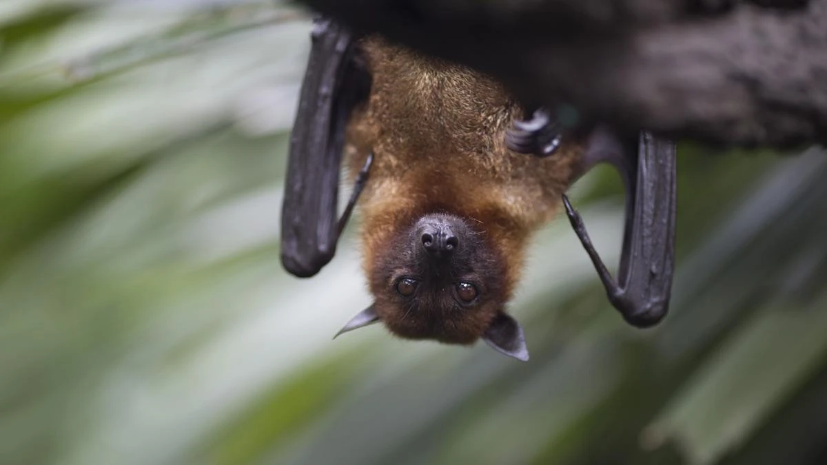 Chinese researchers discover batch of new coronaviruses in BATS