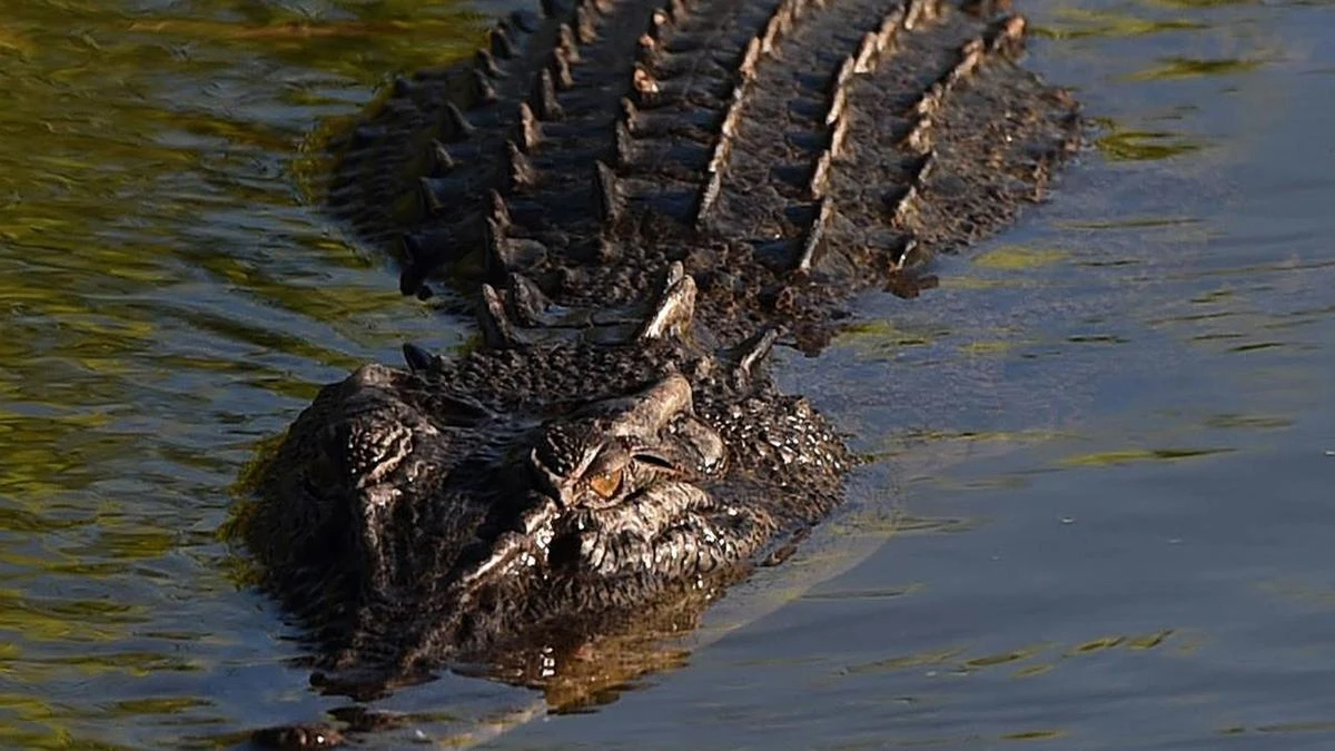 Major health update for toddler thrown into croc pen