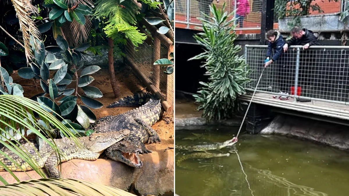 Terrifying scene inside crocodile enclosure where boy allegedly thrown