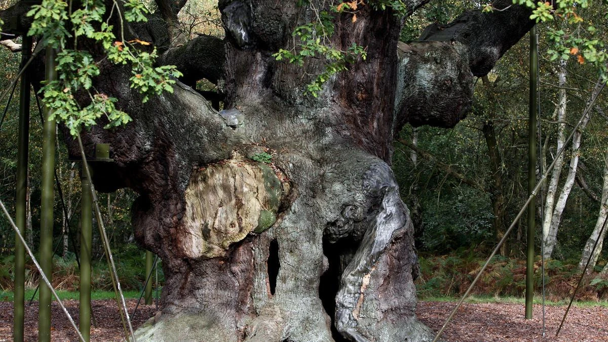 Ancient tree used as Robin Hood hideout may have been loved to death
