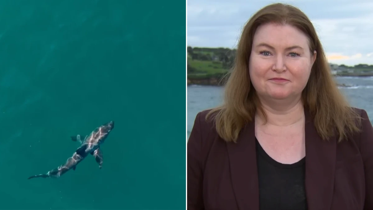 NSW Government refuses to rule out shark cull