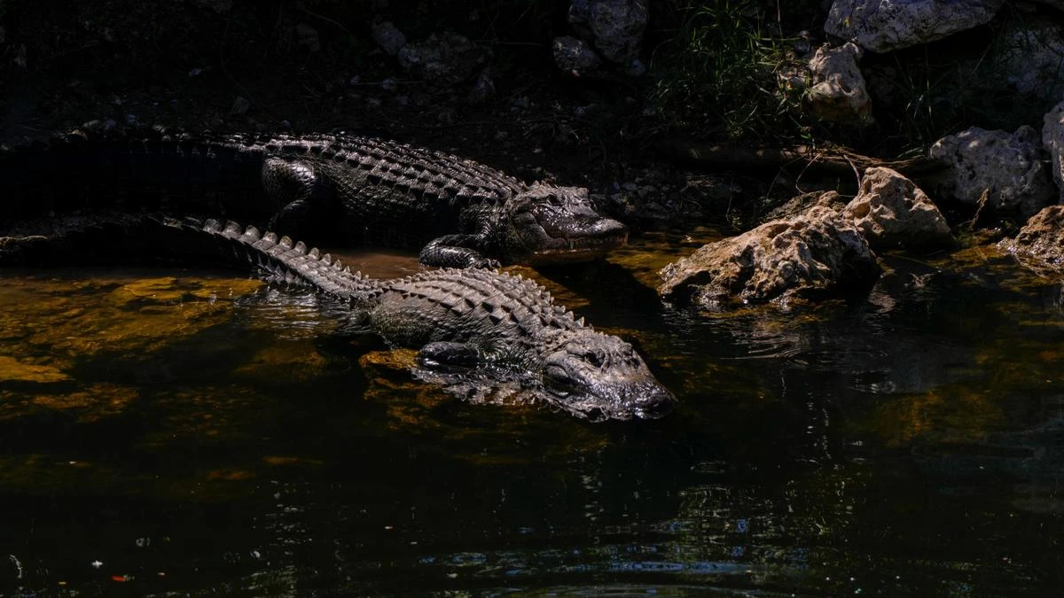 Woman dragged underwater by alligator, miraculously survives