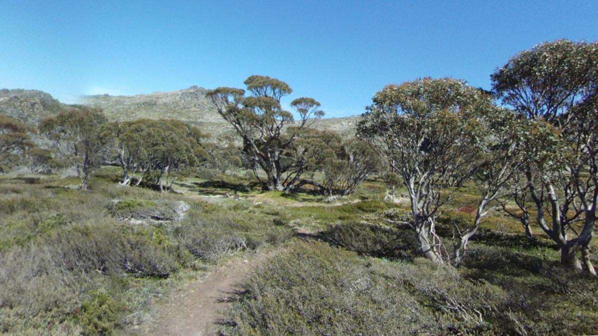 Three friends left on a bushwalk at a national park. Only two have returned