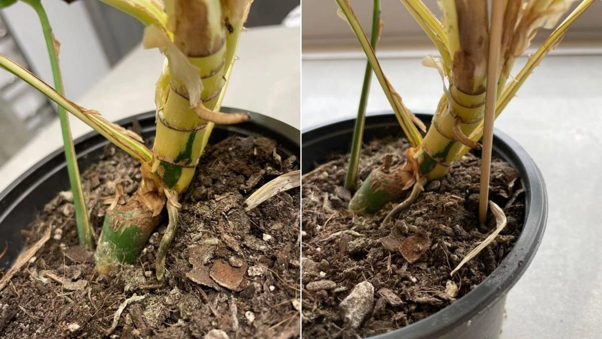 Used houseplant with just NINE leaves sells for a RIDICULOUS and record-breaking price
